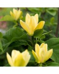 Магнолія гібридна Єллоу Лантерн | Magnolia hybrid Yellow Lantern | Магнолия гибридная Еллоу Лантерн